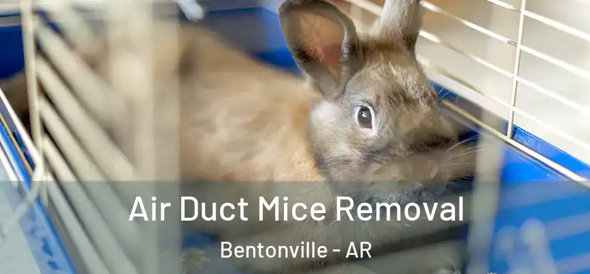 Air Duct Mice Removal Bentonville - AR